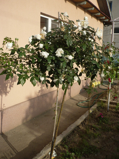 P1070713 - GRADINA 2011