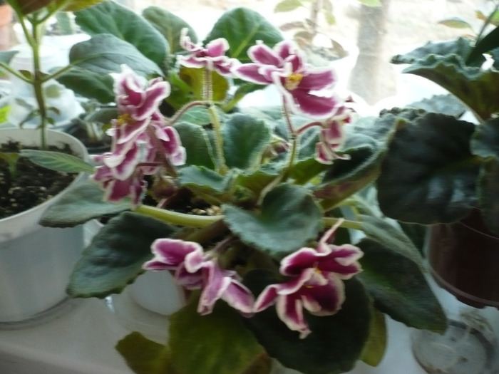 08.06.2011 - Arcturus