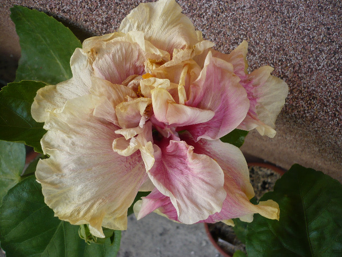 P1070650