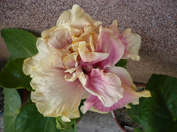 P1070651