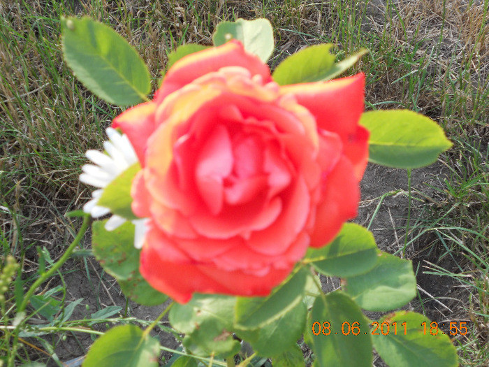 DSCN1639 - trandafiri 2011