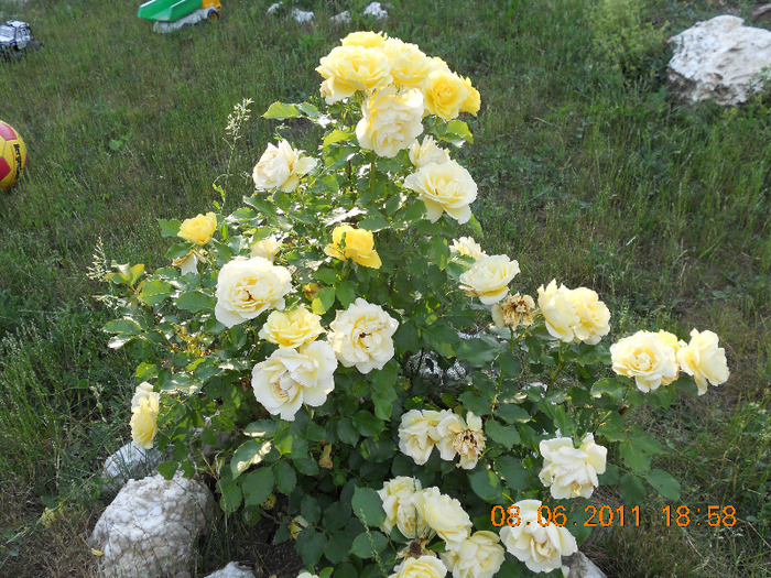 DSCN1646 - trandafiri 2011