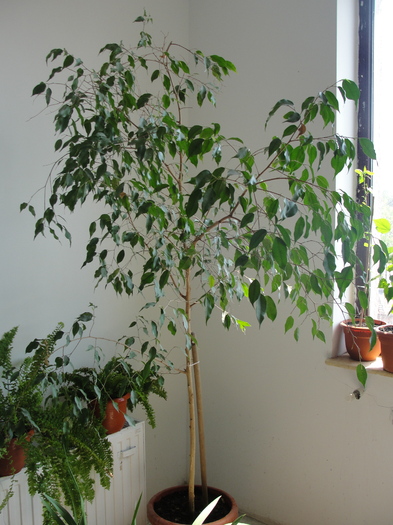 ficus benjamin