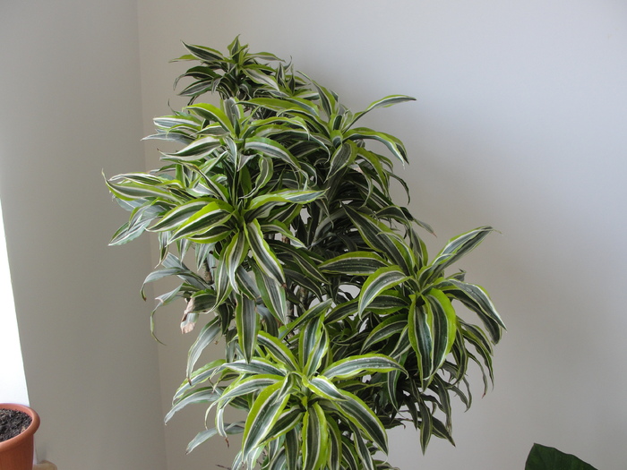 dracena