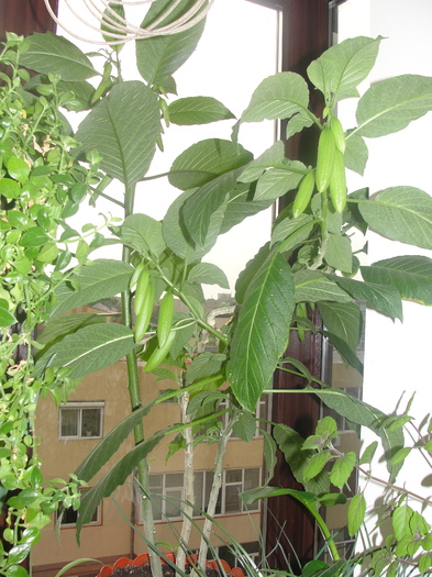 brugmansia imbobocita
