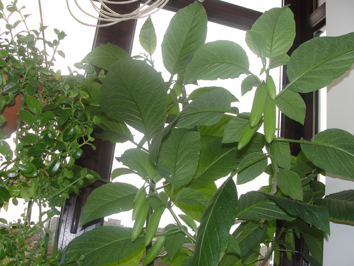 brugmansia cu boboci