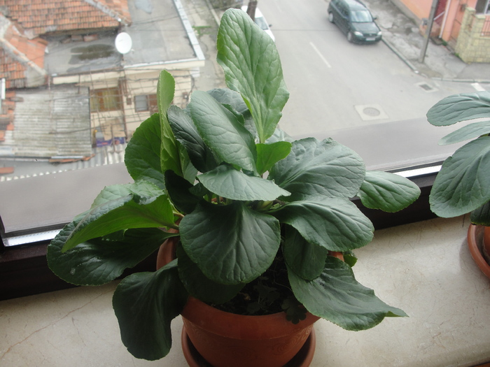 bergenia- nu mi-a inflorit in primavara