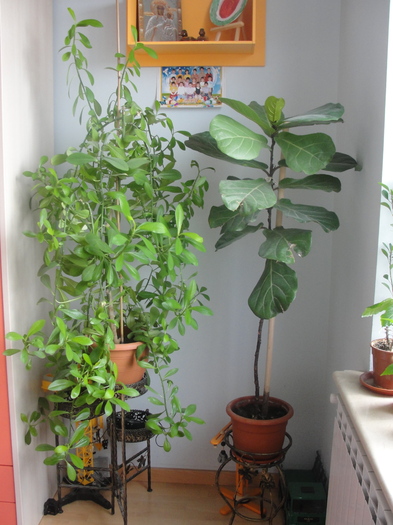 euforbie si ficus smochin lira