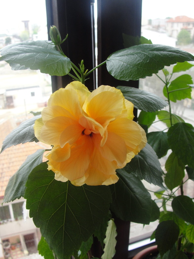 hibiscus cais batut - C-hibiscus 2011- 1