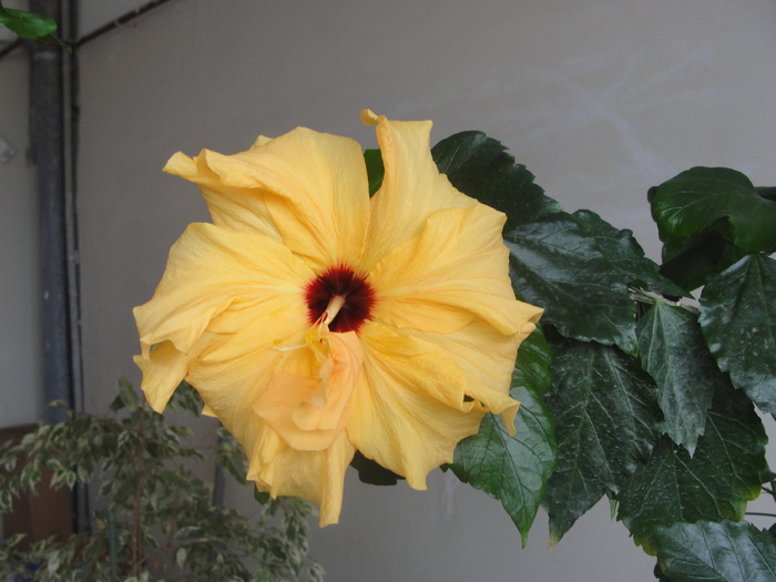 hibiscus cais dublu