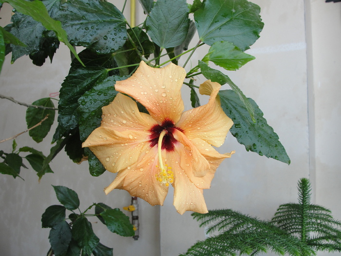 hibiscus cais dublu