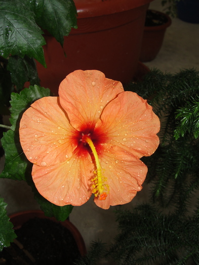 hibi portocaliu simplu - C-hibiscus 2011- 1