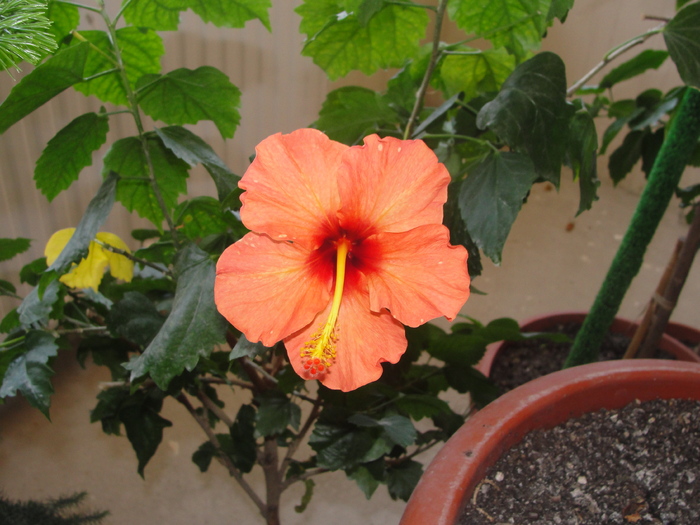 hibi portocaliu simplu - C-hibiscus 2011- 1