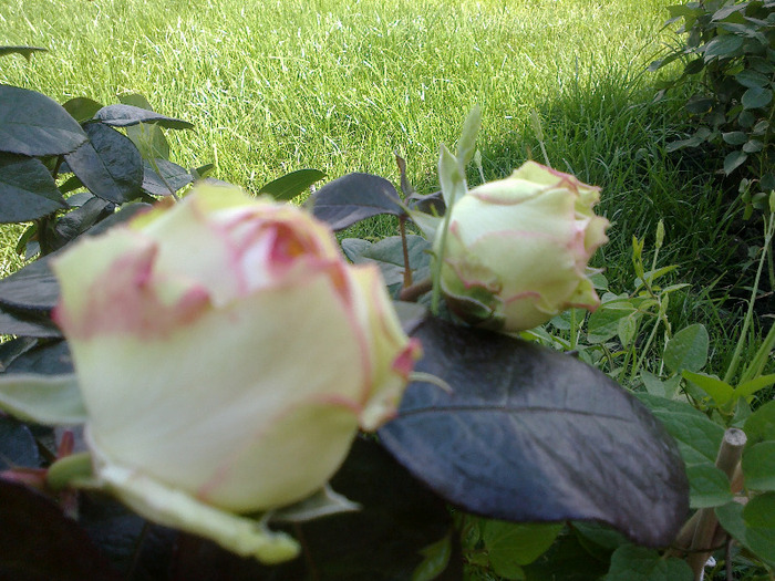 trandafiri si alte flori 106 - Trandafir Biedermeier un trandafir de vis