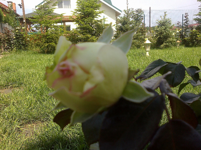 trandafiri si alte flori 105 - Trandafir Biedermeier un trandafir de vis