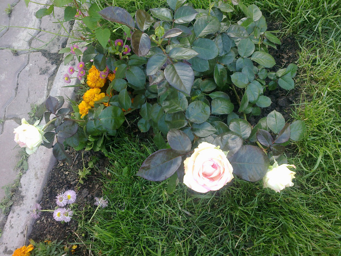 trandafiri 01. iunie 2011 006 - Trandafir Biedermeier un trandafir de vis