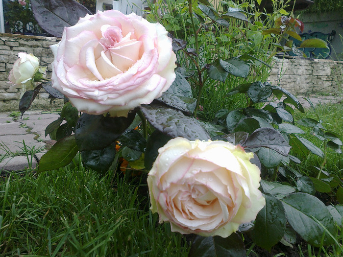 trandafiri 01. iunie 2011 037 - Trandafir Biedermeier un trandafir de vis