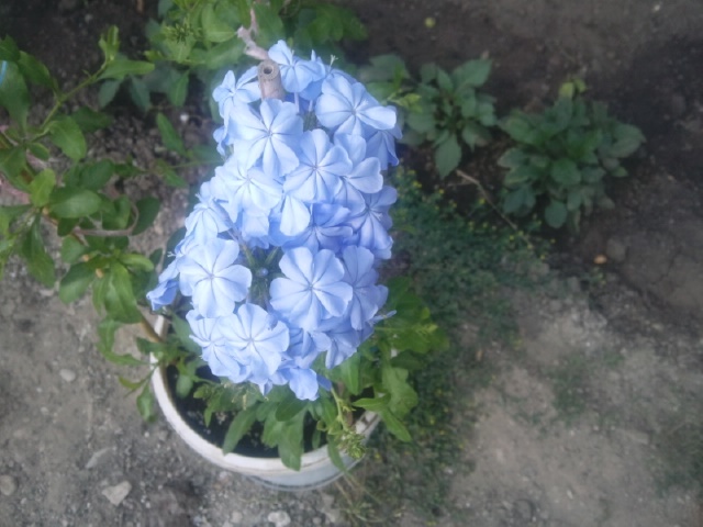 Photo  plumbago