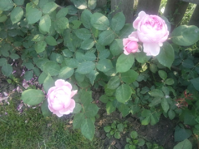 Photo mainzer fastnacht