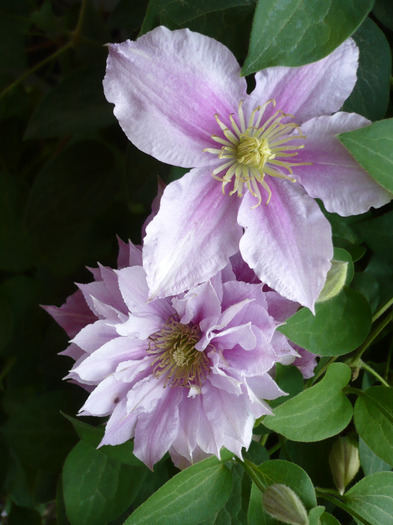 050 - clematis