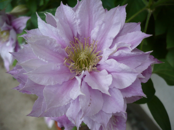 051 - clematis