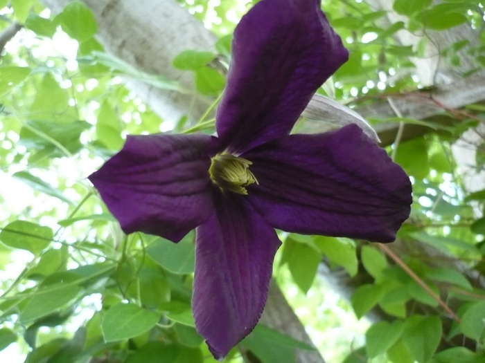 040 - clematis