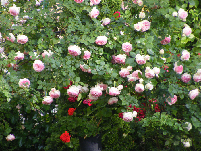 arcada eden rose 2011 - Trandafir PIERRE DE RONSARD by Meilland