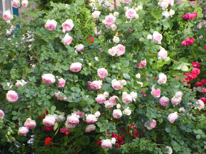 DSCF5712 - Trandafir PIERRE DE RONSARD by Meilland