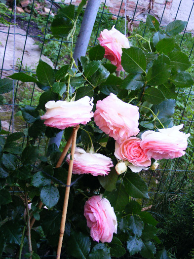 eden_rose10 - Trandafir PIERRE DE RONSARD by Meilland