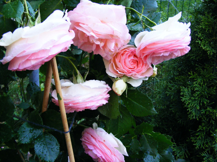 eden_rose_iunie_2009 - Trandafir PIERRE DE RONSARD by Meilland