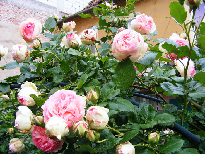 EDEN_ROSE_4_iunie_2010 007