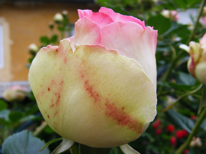 EDEN_ROSE_4_iunie_2010 013