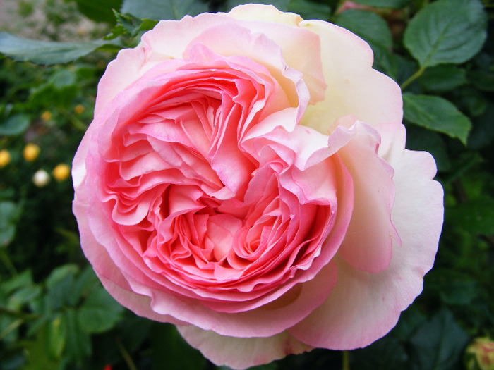 EDEN_ROSE_10_iunie_2010 003