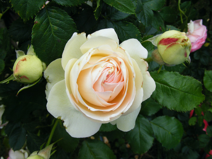 EDEN_ROSE_10_iunie_2010 009