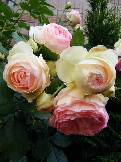 EDEN_ROSE_10_iunie_2010 014