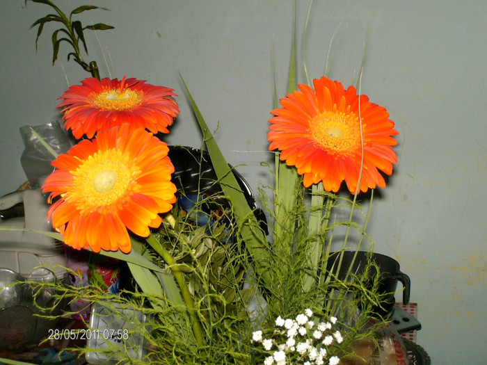 _mai 189 - ANCA_concediu_2011