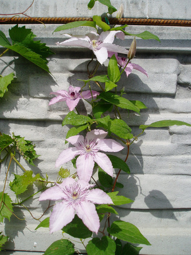 Clemantis Hagley Hybrid - Flori Mai - Iunie 2011