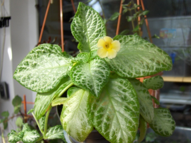 My Precious - Episcia