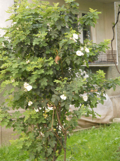  - Plante