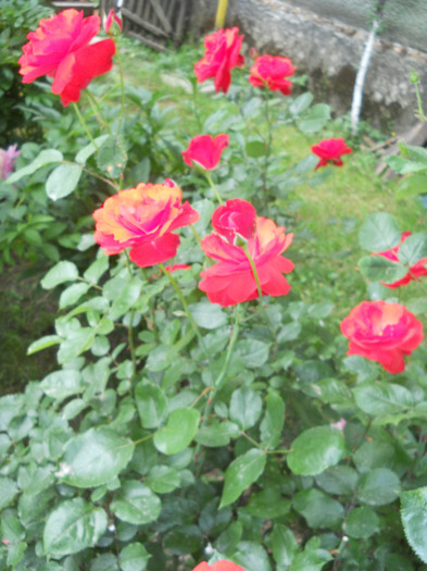  - Plante