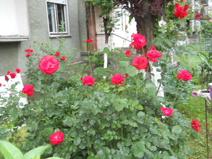  - Plante