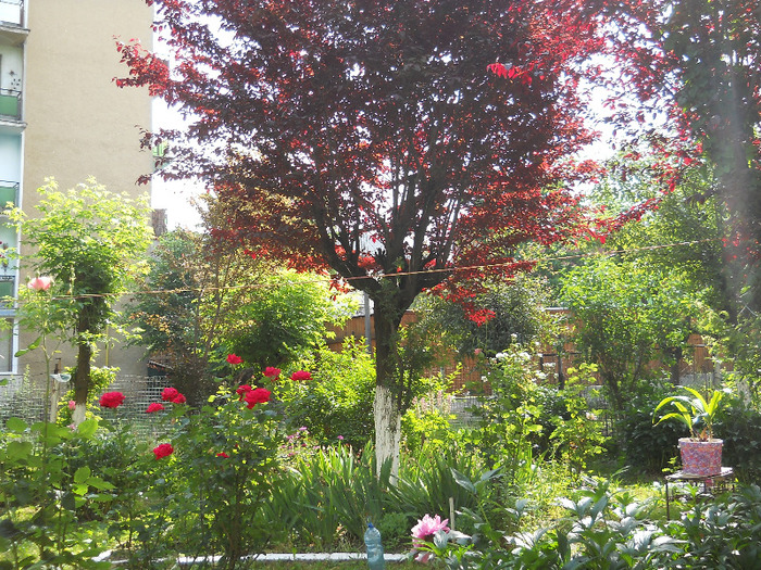  - Plante