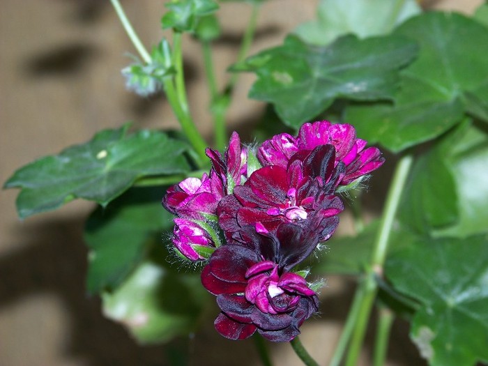 100_7769 - Flori 2011