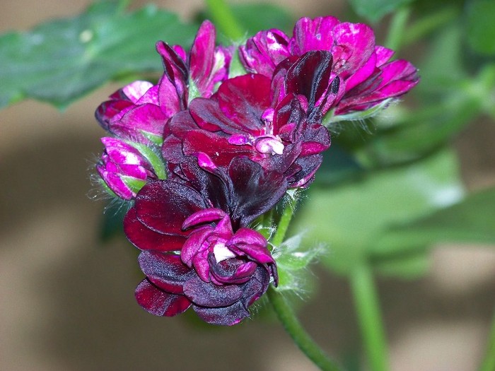 100_7770 - Flori 2011