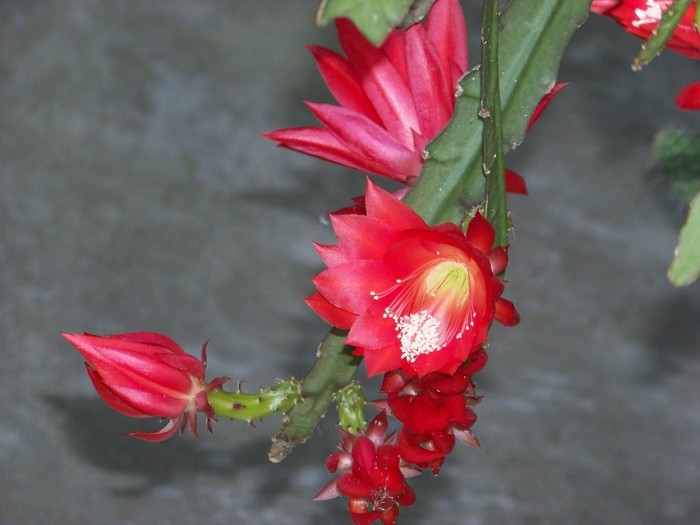 100_7773 - Flori 2011