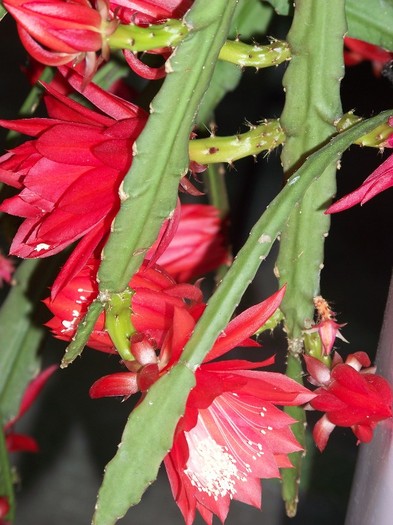 100_7774 - Flori 2011