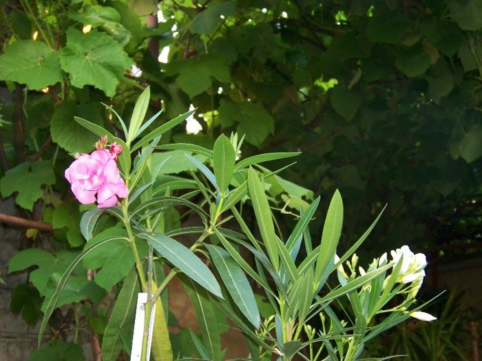 100_7779 - Flori 2011