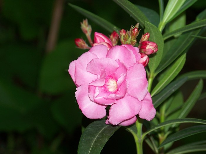 100_7780 - Flori 2011