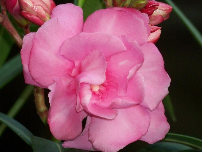 100_7784 - Flori 2011