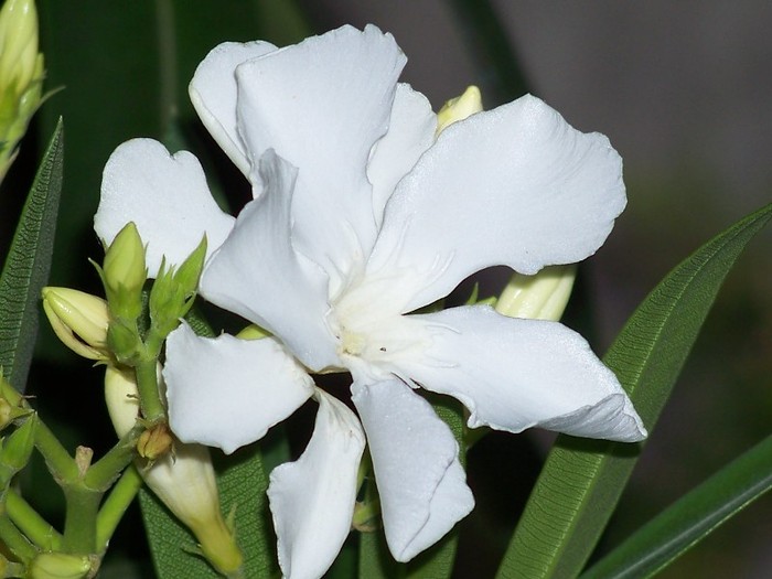 100_7786 - Flori 2011